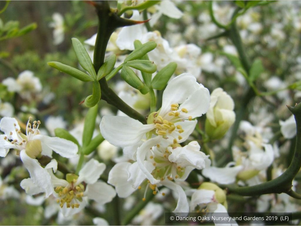 Shrubs ~ Poncirus trifoliata 'Flying Dragon', Trifoliate Orange ~ Dancing Oaks Nursery and Gardens ~ Retail Nursery ~ Mail Order Nursery
