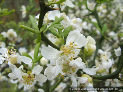 Shrubs ~ Poncirus trifoliata 'Flying Dragon', Trifoliate Orange ~ Dancing Oaks Nursery and Gardens ~ Retail Nursery ~ Mail Order Nursery