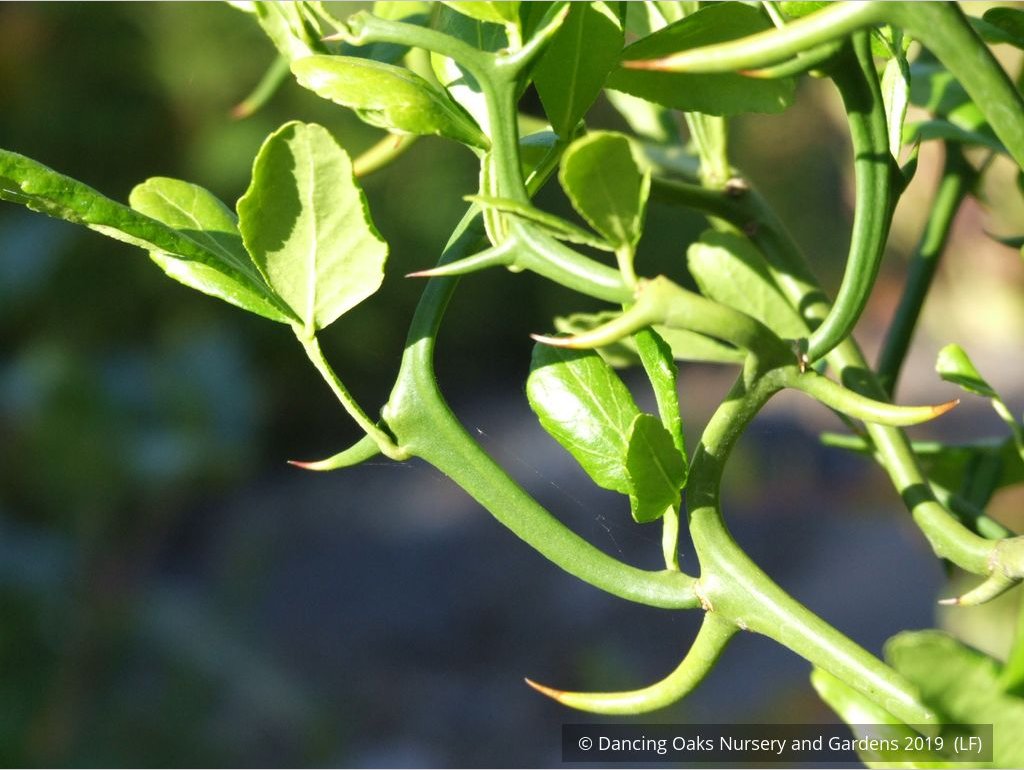 Shrubs ~ Poncirus trifoliata 'Flying Dragon', Trifoliate Orange ~ Dancing Oaks Nursery and Gardens ~ Retail Nursery ~ Mail Order Nursery