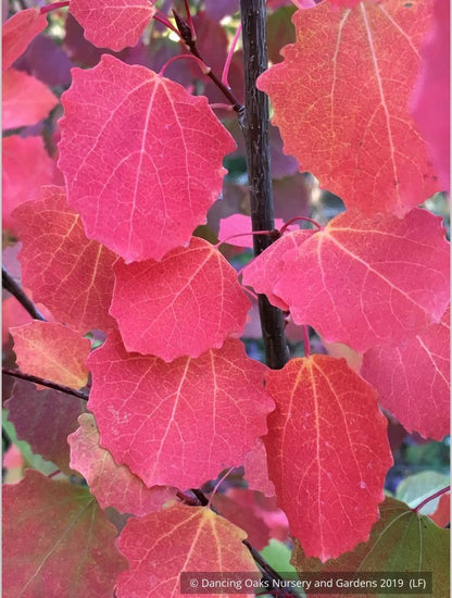 Trees ~ Populus tremula 'Erecta', Upright Swedish Aspen ~ Dancing Oaks Nursery and Gardens ~ Retail Nursery ~ Mail Order Nursery
