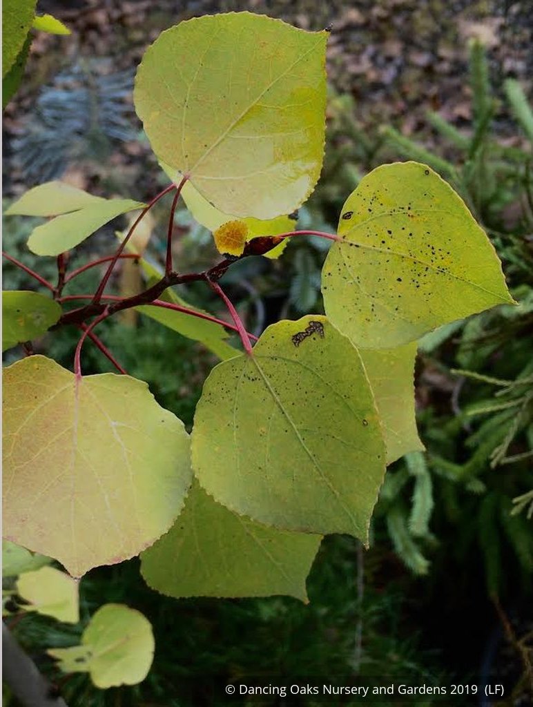 Trees ~ Populus tremuloides (local population), Quaking Aspen ~ Dancing Oaks Nursery and Gardens ~ Retail Nursery ~ Mail Order Nursery