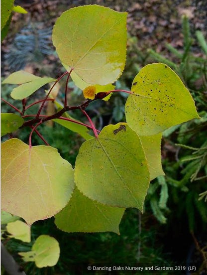Trees ~ Populus tremuloides (local population), Quaking Aspen ~ Dancing Oaks Nursery and Gardens ~ Retail Nursery ~ Mail Order Nursery