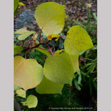 Trees ~ Populus tremuloides (local population), Quaking Aspen ~ Dancing Oaks Nursery and Gardens ~ Retail Nursery ~ Mail Order Nursery