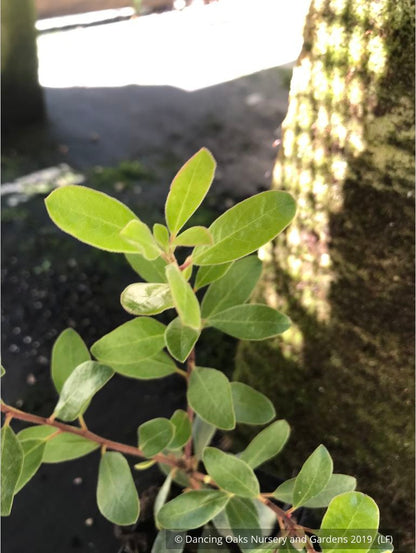 Shrubs ~ Arctostaphylos 'Port Angeles', Manzanita ~ Dancing Oaks Nursery and Gardens ~ Retail Nursery ~ Mail Order Nursery