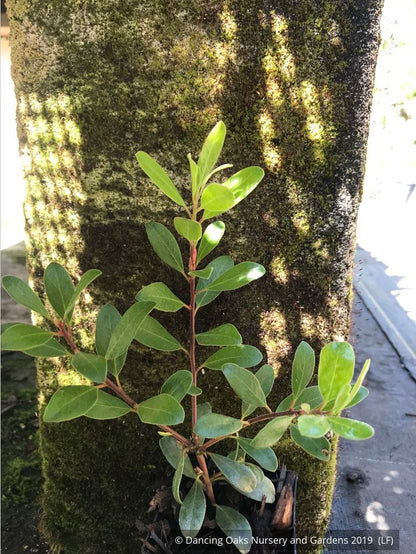 Shrubs ~ Arctostaphylos 'Port Angeles', Manzanita ~ Dancing Oaks Nursery and Gardens ~ Retail Nursery ~ Mail Order Nursery