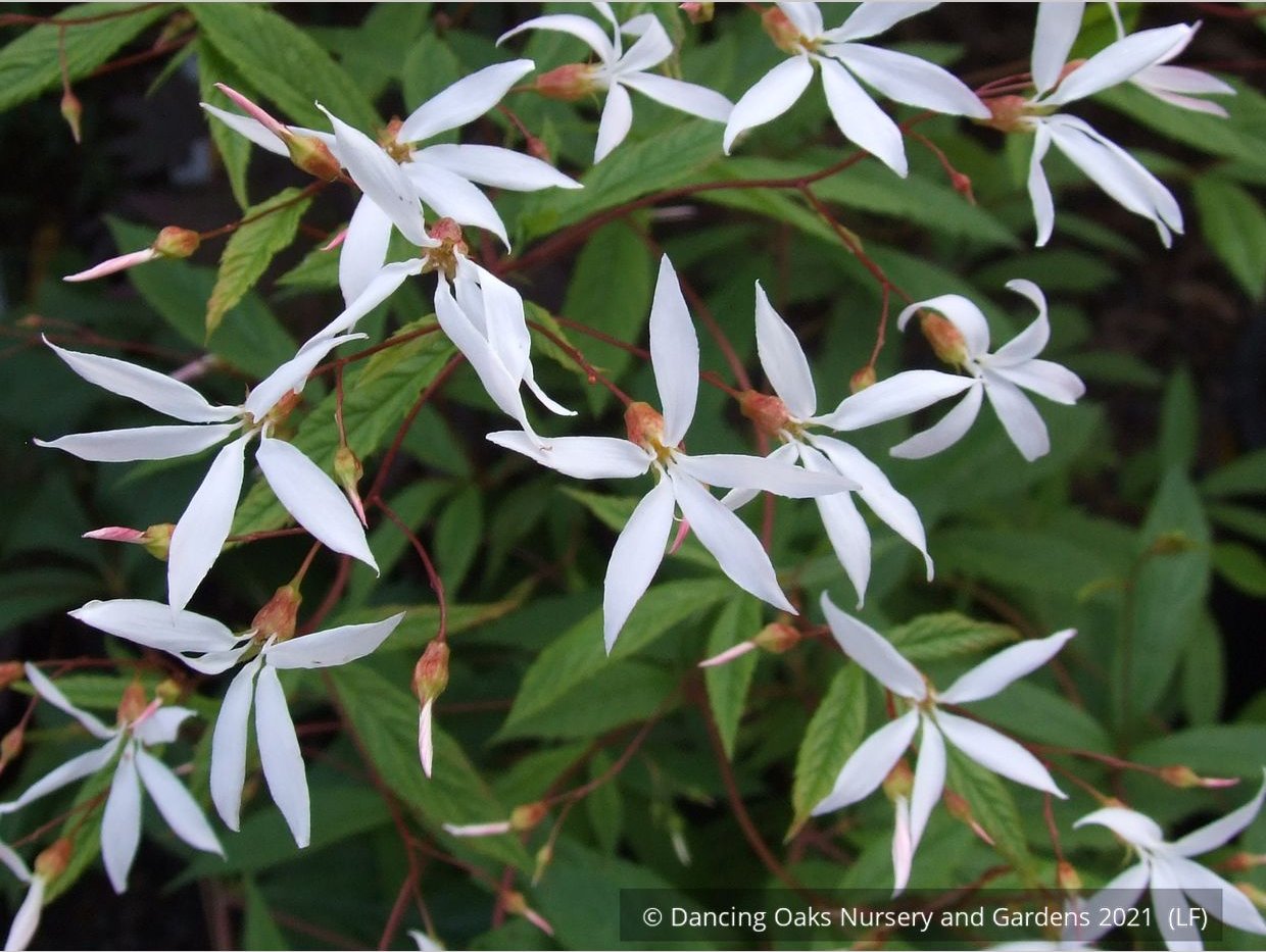 Perennials ~ Porteranthus trifoliatus (syn. Gillenia trifoliata), Bowman's Root ~ Dancing Oaks Nursery and Gardens ~ Retail Nursery ~ Mail Order Nursery
