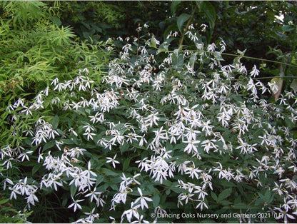 Perennials ~ Porteranthus trifoliatus (syn. Gillenia trifoliata), Bowman's Root ~ Dancing Oaks Nursery and Gardens ~ Retail Nursery ~ Mail Order Nursery