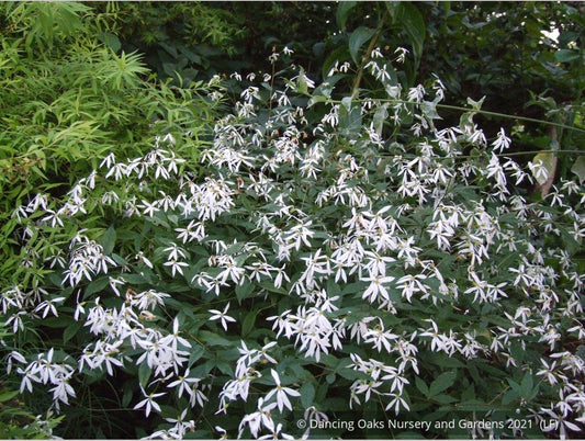 Perennials ~ Porteranthus trifoliatus (syn. Gillenia trifoliata), Bowman's Root ~ Dancing Oaks Nursery and Gardens ~ Retail Nursery ~ Mail Order Nursery