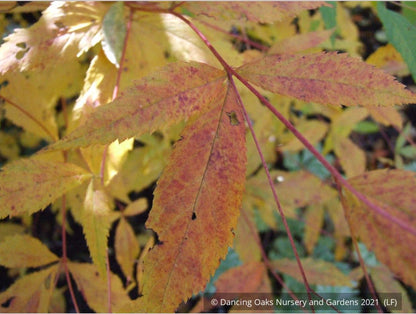 Perennials ~ Porteranthus trifoliatus (syn. Gillenia trifoliata), Bowman's Root ~ Dancing Oaks Nursery and Gardens ~ Retail Nursery ~ Mail Order Nursery