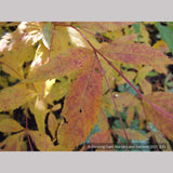 Perennials ~ Porteranthus trifoliatus (syn. Gillenia trifoliata), Bowman's Root ~ Dancing Oaks Nursery and Gardens ~ Retail Nursery ~ Mail Order Nursery