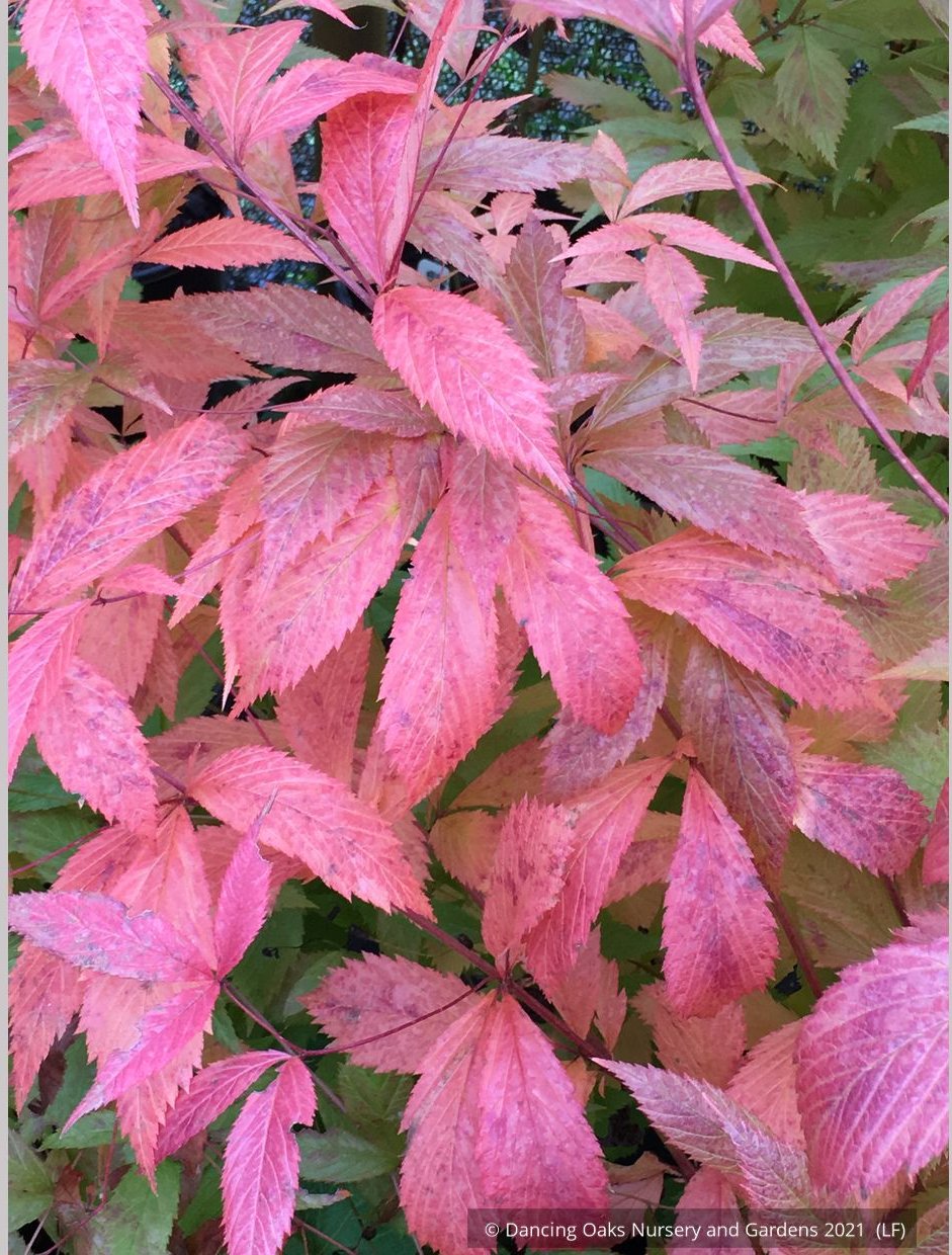 Perennials ~ Porteranthus trifoliatus (syn. Gillenia trifoliata), Bowman's Root ~ Dancing Oaks Nursery and Gardens ~ Retail Nursery ~ Mail Order Nursery