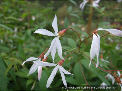 Perennials ~ Porteranthus trifoliatus (syn. Gillenia trifoliata), Bowman's Root ~ Dancing Oaks Nursery and Gardens ~ Retail Nursery ~ Mail Order Nursery