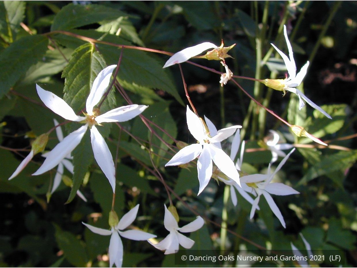 Perennials ~ Porteranthus trifoliatus (syn. Gillenia trifoliata), Bowman's Root ~ Dancing Oaks Nursery and Gardens ~ Retail Nursery ~ Mail Order Nursery
