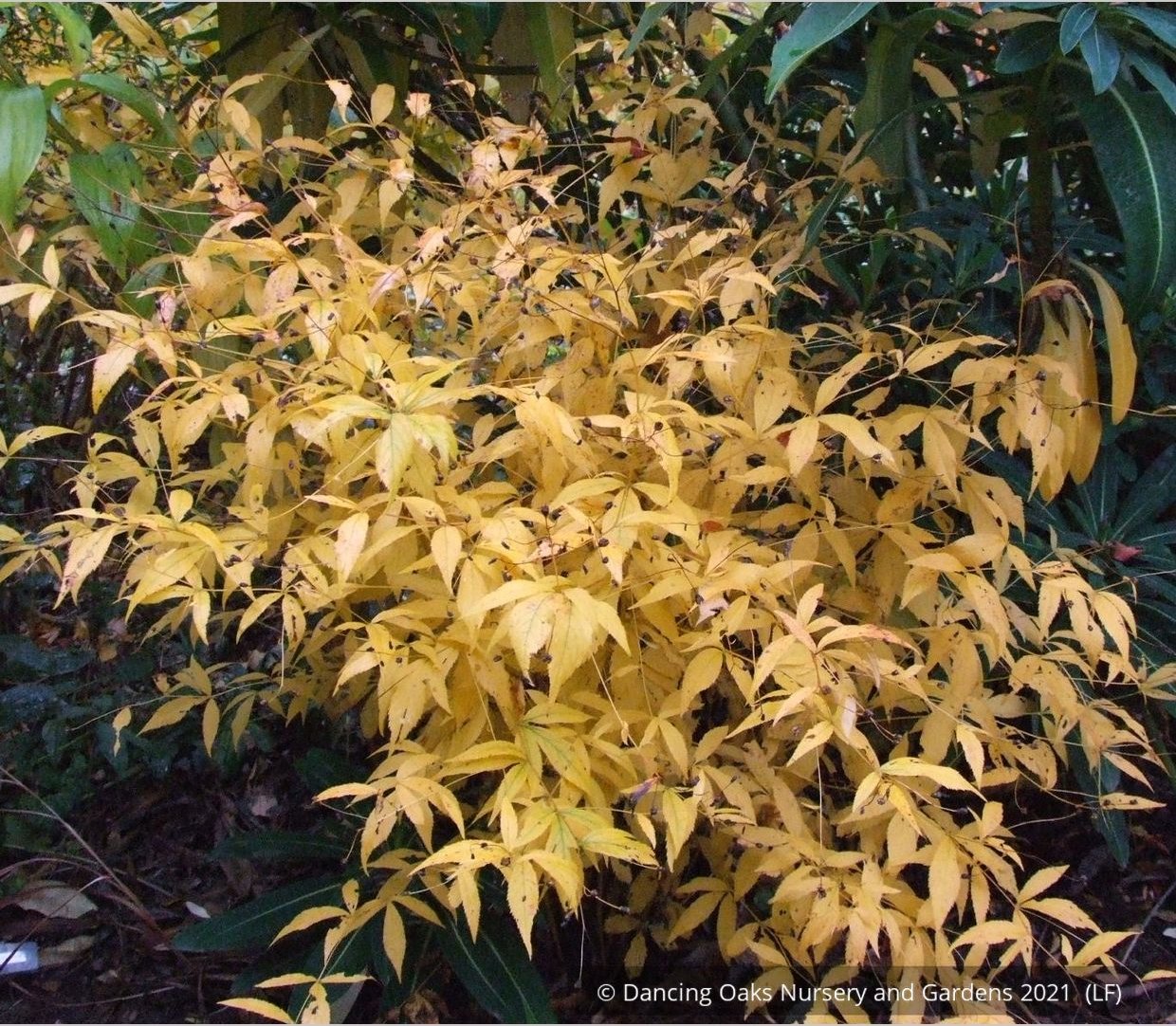 Perennials ~ Porteranthus trifoliatus (syn. Gillenia trifoliata), Bowman's Root ~ Dancing Oaks Nursery and Gardens ~ Retail Nursery ~ Mail Order Nursery