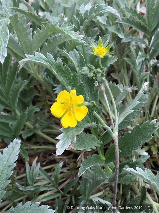 Perennials ~ Potentilla hippiana, Silver Cinquefoil ~ Dancing Oaks Nursery and Gardens ~ Retail Nursery ~ Mail Order Nursery