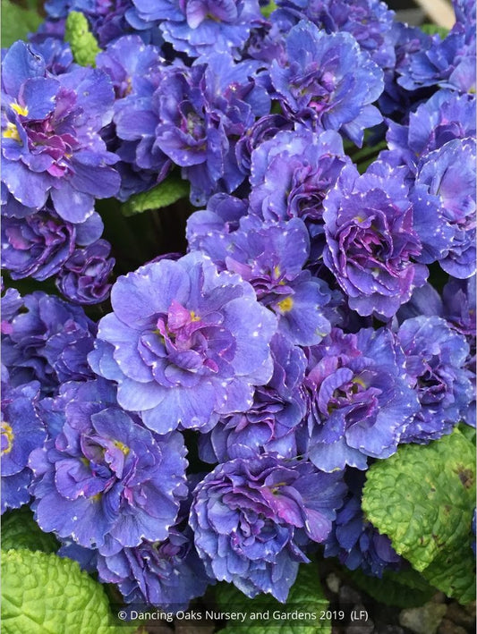 Perennials ~ Primula x acaulis 'Blueberry Swirl', Primrose ~ Dancing Oaks Nursery and Gardens ~ Retail Nursery ~ Mail Order Nursery