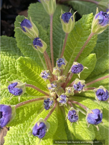 Primula x acaulis 'Blueberry Swirl', Primrose