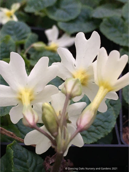 Primula 'Dorothy', Polyantha Primrose
