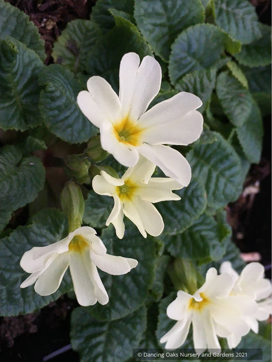 Primula 'Dorothy', Polyantha Primrose