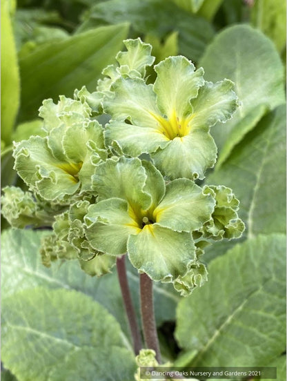 Perennials ~ Primula polyanthus 'Francisca', Primrose ~ Dancing Oaks Nursery and Gardens ~ Retail Nursery ~ Mail Order Nursery