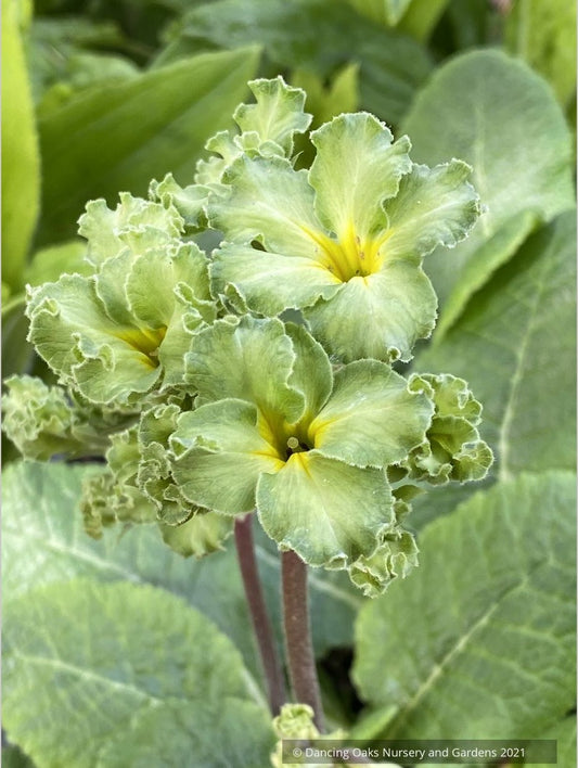 Perennials ~ Primula polyanthus 'Francisca', Primrose ~ Dancing Oaks Nursery and Gardens ~ Retail Nursery ~ Mail Order Nursery