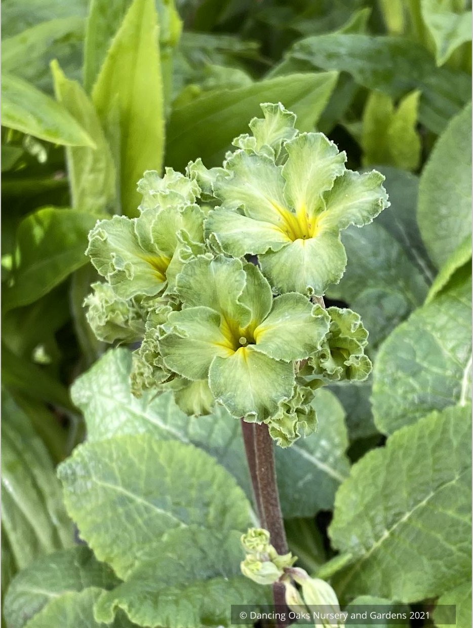 Perennials ~ Primula polyanthus 'Francisca', Primrose ~ Dancing Oaks Nursery and Gardens ~ Retail Nursery ~ Mail Order Nursery