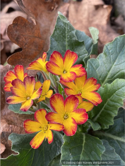 Perennials ~ Primula 'Oak Leaf Yellow Picotee', Primrose ~ Dancing Oaks Nursery and Gardens ~ Retail Nursery ~ Mail Order Nursery