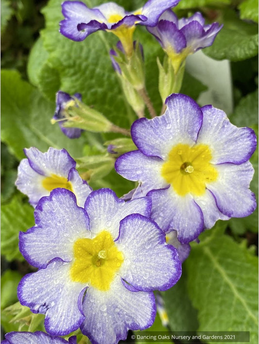 Primula polyanthus 'Paris '90', Primrose