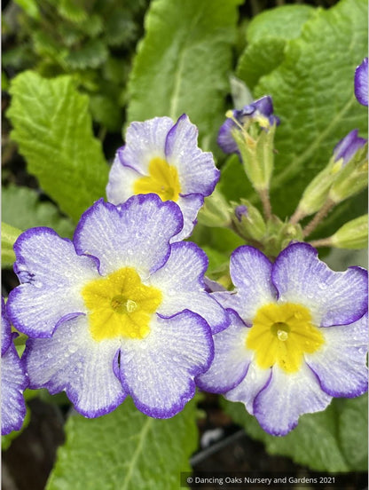 Primula polyanthus 'Paris '90', Primrose