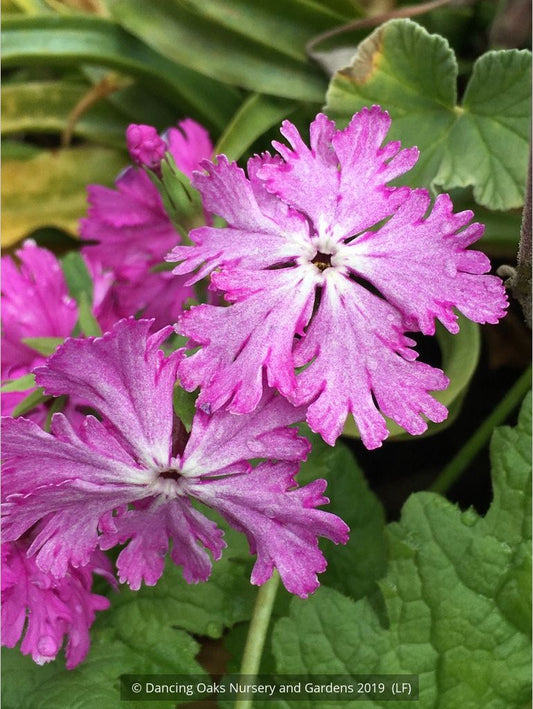 Perennials ~ Primula sieboldii 'Junko', Japanese Primrose ~ Dancing Oaks Nursery and Gardens ~ Retail Nursery ~ Mail Order Nursery