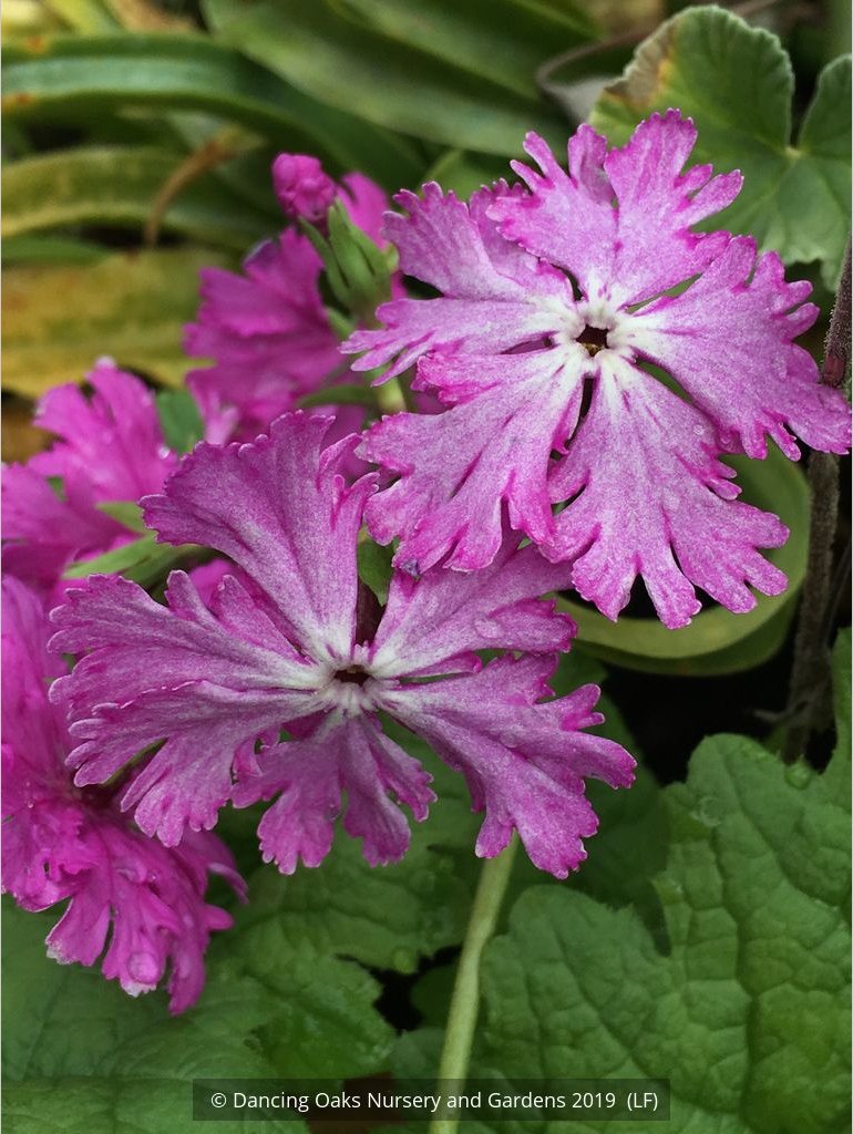 Perennials ~ Primula sieboldii 'Junko', Japanese Primrose ~ Dancing Oaks Nursery and Gardens ~ Retail Nursery ~ Mail Order Nursery