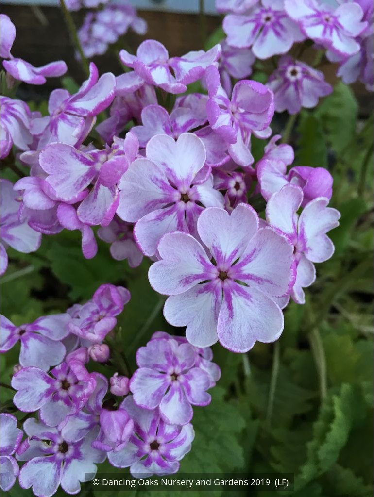 Perennials ~ Primula sieboldii 'Peach Blossom', Japanese Primrose ~ Dancing Oaks Nursery and Gardens ~ Retail Nursery ~ Mail Order Nursery