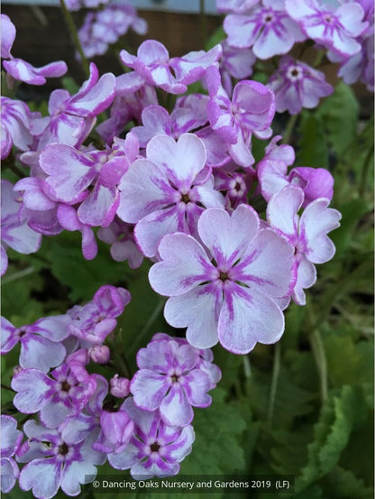 Perennials ~ Primula sieboldii 'Peach Blossom', Japanese Primrose ~ Dancing Oaks Nursery and Gardens ~ Retail Nursery ~ Mail Order Nursery