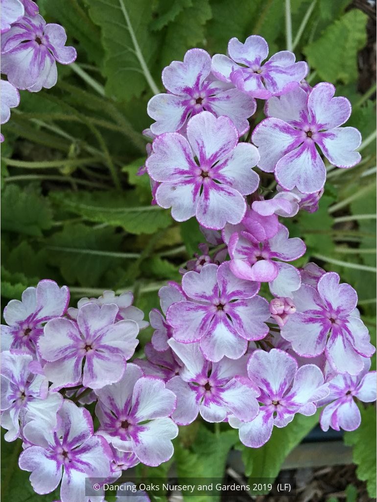 Perennials ~ Primula sieboldii 'Peach Blossom', Japanese Primrose ~ Dancing Oaks Nursery and Gardens ~ Retail Nursery ~ Mail Order Nursery