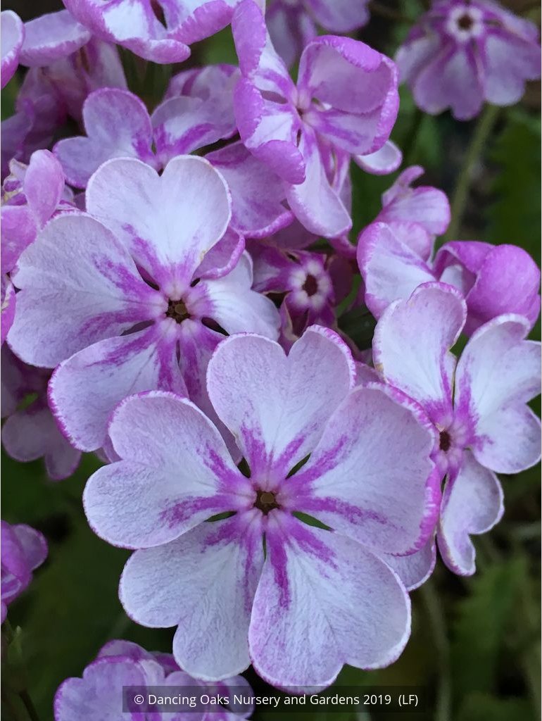 Perennials ~ Primula sieboldii 'Peach Blossom', Japanese Primrose ~ Dancing Oaks Nursery and Gardens ~ Retail Nursery ~ Mail Order Nursery