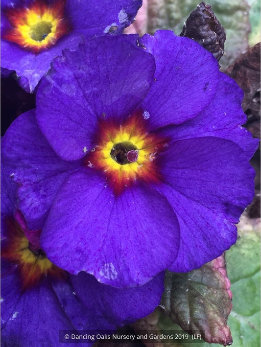 Perennials ~ Primula 'Wanda Blue Shades', Primrose ~ Dancing Oaks Nursery and Gardens ~ Retail Nursery ~ Mail Order Nursery