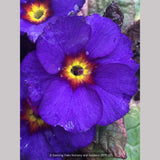 Perennials ~ Primula 'Wanda Blue Shades', Primrose ~ Dancing Oaks Nursery and Gardens ~ Retail Nursery ~ Mail Order Nursery