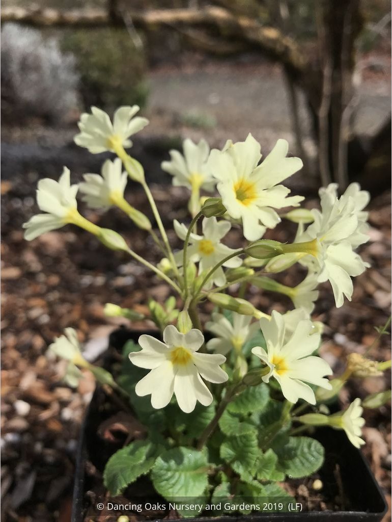 Perennials ~ Primula 'Dorothy', Polyantha Primrose ~ Dancing Oaks Nursery and Gardens ~ Retail Nursery ~ Mail Order Nursery