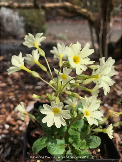 Perennials ~ Primula 'Dorothy', Polyantha Primrose ~ Dancing Oaks Nursery and Gardens ~ Retail Nursery ~ Mail Order Nursery