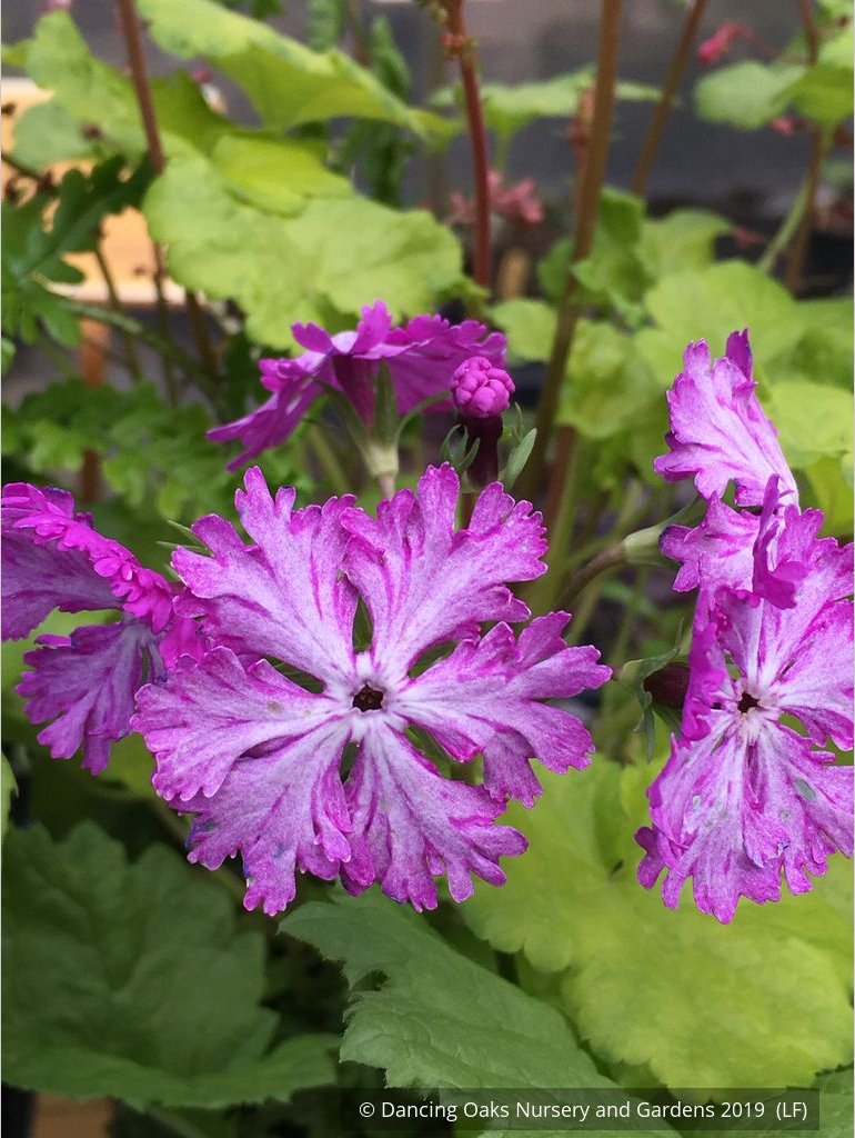 Perennials ~ Primula sieboldii 'Junko', Japanese Primrose ~ Dancing Oaks Nursery and Gardens ~ Retail Nursery ~ Mail Order Nursery