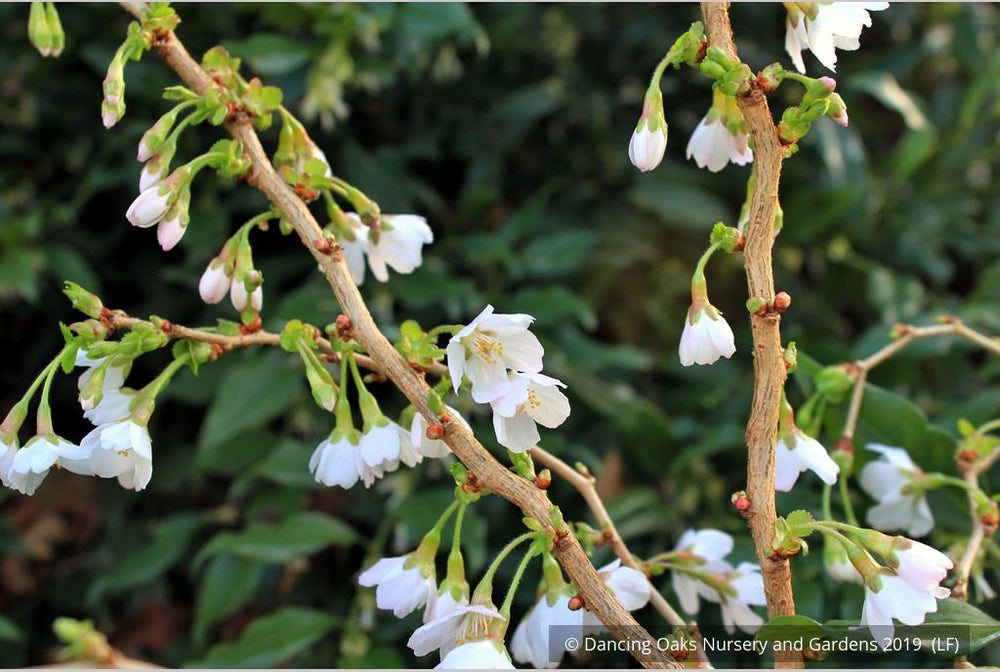 Shrubs ~ Prunus incisa 'Kojou no mai', Dwarf Cherry or Fuji Cherry ~ Dancing Oaks Nursery and Gardens ~ Retail Nursery ~ Mail Order Nursery