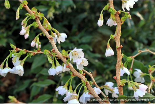 Shrubs ~ Prunus incisa 'Kojou no mai', Dwarf Cherry or Fuji Cherry ~ Dancing Oaks Nursery and Gardens ~ Retail Nursery ~ Mail Order Nursery