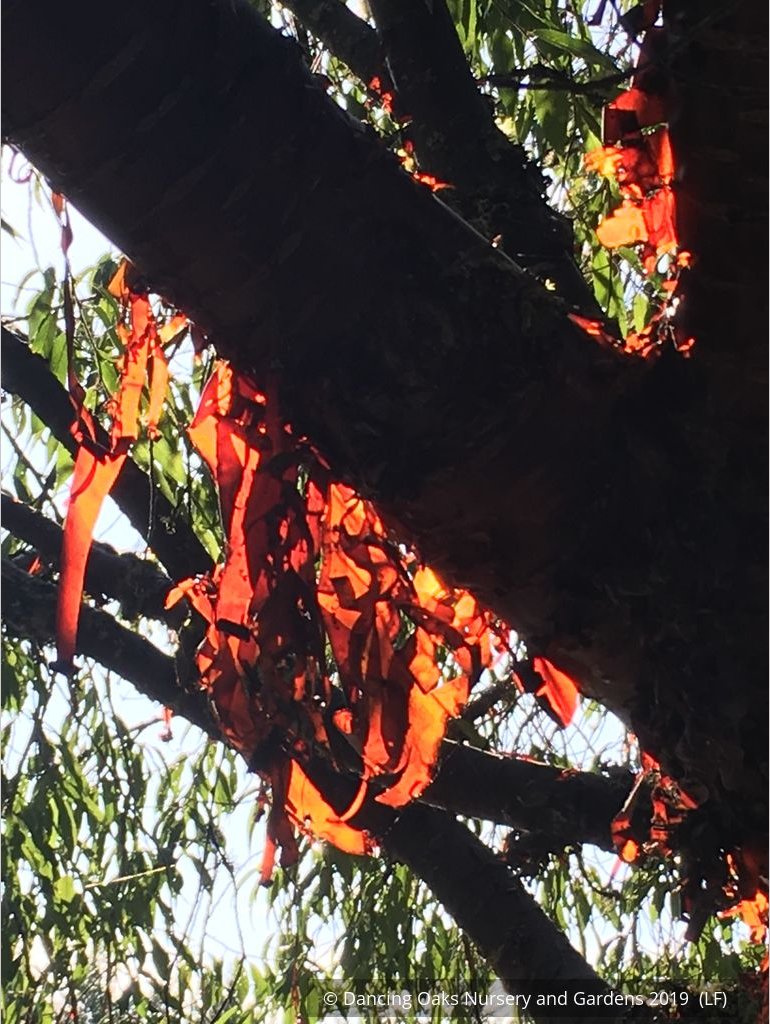 Trees ~ Prunus serrula, Birch Bark Cherry ~ Dancing Oaks Nursery and Gardens ~ Retail Nursery ~ Mail Order Nursery