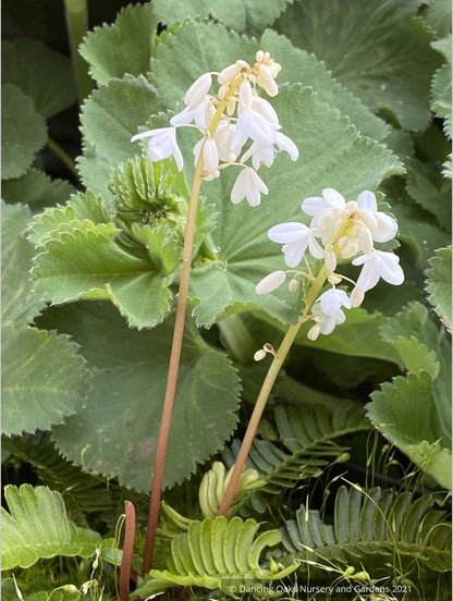Pteridophyllum racemosum, Fern Leaf Woodland Poppy