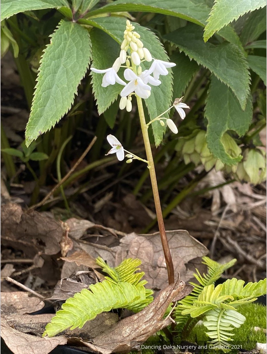 Pteridophyllum racemosum, Fern Leaf Woodland Poppy