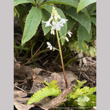 Pteridophyllum racemosum, Fern Leaf Woodland Poppy