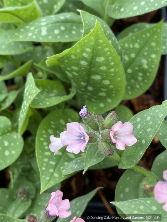 Pulmonaria saccharata 'Dora Bielefeld', Lungwort