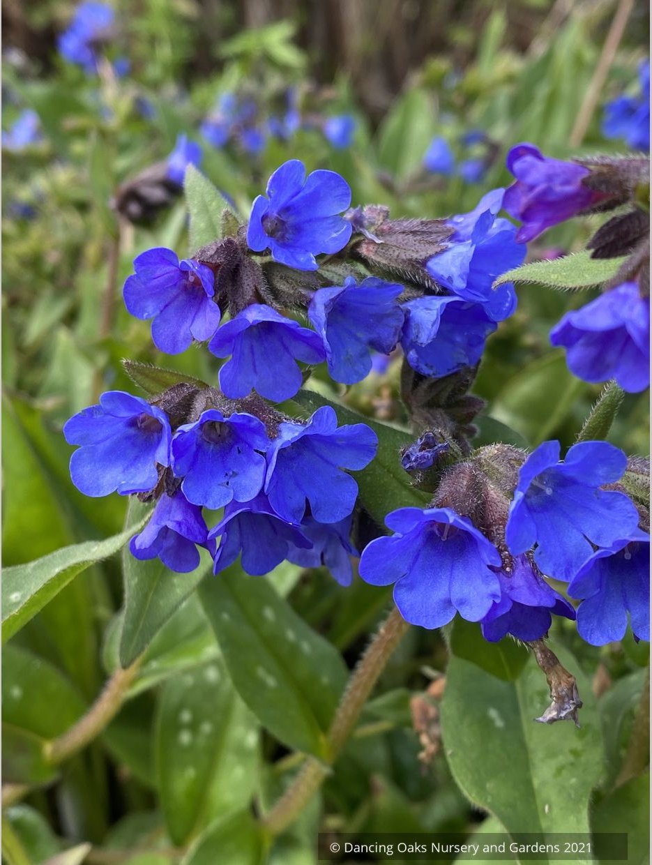 Pulmonaria 'Benediction', Lungwort