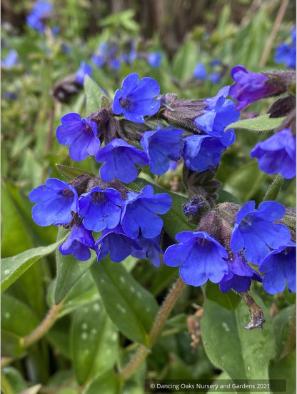 Pulmonaria 'Benediction', Lungwort