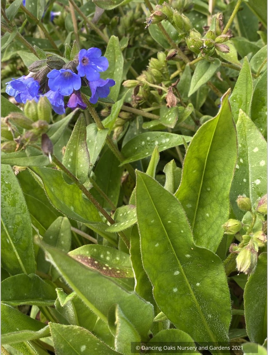 Pulmonaria 'Benediction', Lungwort